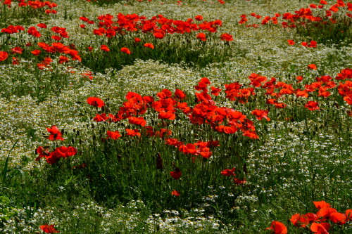 2024 06 09 Klatschmohn Kamillenfeld 5