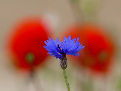 2024-06-16-Kornblume-mit-roten-Ohren-1.jpeg