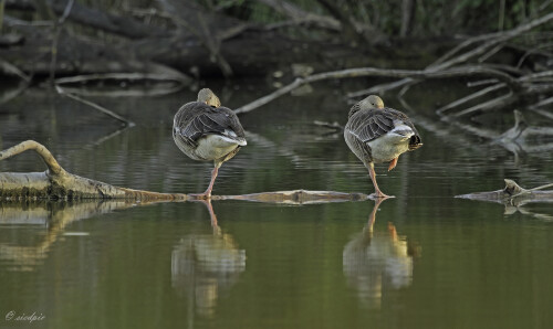 Graugans, Anser anser, Gray goose

Aufnahmeort:	Odenwald	
Kamera:	Canon	EOS 7D
Objektiv:	Canon 	EF100-400mm
Stativ		
		
# 00068

© Alle von mir veröffentlichten Bilder unterliegen dem Urheberrecht
und dürfen ohne meine schriftliche Genehmigung nicht verwendet werden.