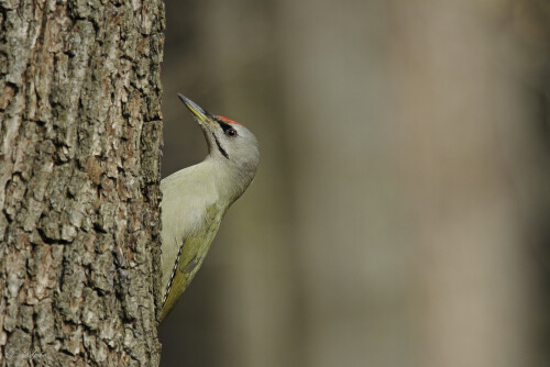 Grauspecht, Picus canus, Grey-headed woodpecker

Aufnahmeort:	Odenwald	
Kamera:	Canon	EOS 7D
Objektiv:	Canon 	EF100-400mm
Stativ		
		
# 00067

© Alle von mir veröffentlichten Bilder unterliegen dem Urheberrecht
und dürfen ohne meine schriftliche Genehmigung nicht verwendet werden.