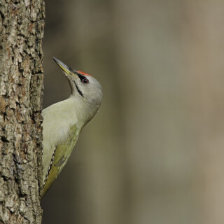 Grauspecht_Picus-canus_20210303_0001_B_1_Web