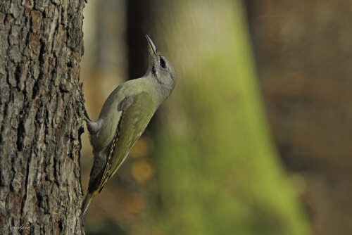 Grauspecht, Picus canus, Grey-headed woodpecker

Aufnahmeort:	Odenwald	
Kamera:	Canon	EOS 7D
Objektiv:	Canon 	EF100-400mm
Stativ		
		
# 00066

© Alle von mir veröffentlichten Bilder unterliegen dem Urheberrecht
und dürfen ohne meine schriftliche Genehmigung nicht verwendet werden.