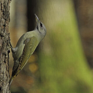 Grauspecht_Picus-canus_20211111_0001_B_Web