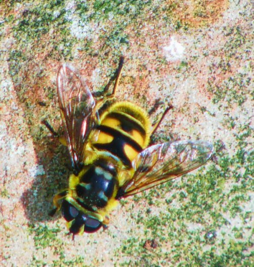 K800 Totenkopfschwebfliege bzw. Gemeine Doldenschwebfliege(Myathropa florea(L. 1758))l 1x ultrasharp