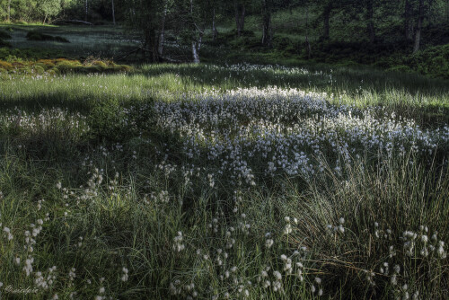 Schmalblttriges Wollgras, Eriophorum angustifolium, Common cottonsedge

Aufnahmeort:	Odenwald	
Kamera:	Canon	EOS 7D
Objektiv:	Canon 	EF17-40mm
		
# 00064

© Alle von mir veröffentlichten Bilder unterliegen dem Urheberrecht
und dürfen ohne meine schriftliche Genehmigung nicht verwendet werden.