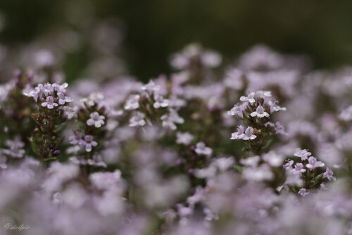 Thymian, Thymus, Thyme

Aufnahmeort:	Odenwald	
Kamera:	Canon	EOS 7D
Objektiv:	Canon 	EF50mm
Stativ, Zwischenringe		
		
# 00065

© Alle von mir veröffentlichten Bilder unterliegen dem Urheberrecht
und dürfen ohne meine schriftliche Genehmigung nicht verwendet werden.