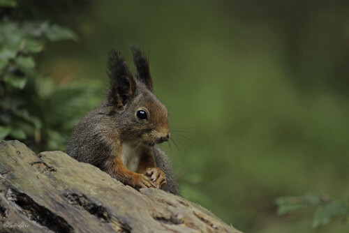 Eurasisches Eichhörnchen, Sciurus vulgaris, Squirrel

Aufnahmeort:	Odenwald	
Kamera:	Canon	EOS 7D
Objektiv:	Canon 	EF100-400mm
Stativ		
		
# 00070

© Alle von mir veröffentlichten Bilder unterliegen dem Urheberrecht
und dürfen ohne meine schriftliche Genehmigung nicht verwendet werden.