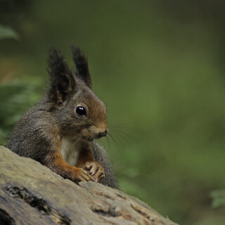 Eurasisches-Eichhoernchen_Sciurus-vulgaris_20211013_0001_B_Web