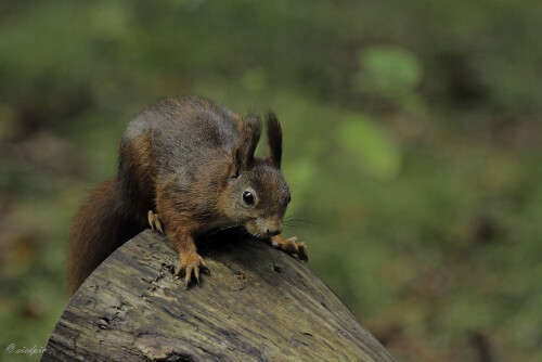 Eurasisches Eichhörnchen, Sciurus vulgaris, Squirrel

Aufnahmeort:	Odenwald	
Kamera:	Canon	EOS 7D
Objektiv:	Canon 	EF100-400mm
Stativ		
		
# 00069

© Alle von mir veröffentlichten Bilder unterliegen dem Urheberrecht
und dürfen ohne meine schriftliche Genehmigung nicht verwendet werden.