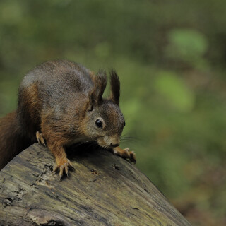 Eurasisches-Eichhoernchen_Sciurus-vulgaris_20211020_0019_B_1_Web