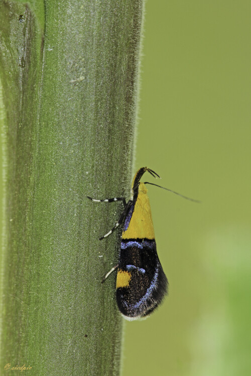 Faulholzmotte, Oecophora bractella, Concealer moth

Aufnahmeort:	Odenwald	
Kamera:	Canon	EOS 60D
Objektiv:	Sigma Makro	150mm
Stativ		
		
# 00071

© Alle von mir veröffentlichten Bilder unterliegen dem Urheberrecht
und dürfen ohne meine schriftliche Genehmigung nicht verwendet werden.