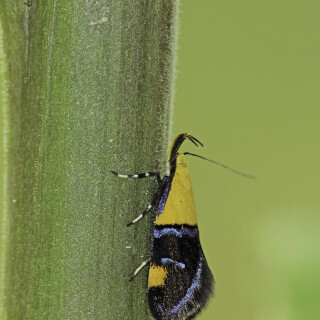 Faulholzmotte_Oecophora-bractella_20200608_0002_Web