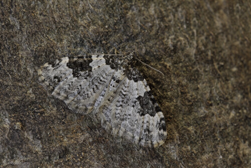 Garten-Blattspanner, Xanthorhoe fluctuata, Garden carpet

Aufnahmeort:	Odenwald	
Kamera:	Canon	EOS 60D
Objektiv:	Sigma Makro	150mm
Stativ		
		
# 00072

© Alle von mir veröffentlichten Bilder unterliegen dem Urheberrecht
und dürfen ohne meine schriftliche Genehmigung nicht verwendet werden.