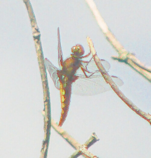 K800 Weiblicher Plattbauch(Libellula depressa(L. 1758)).jpg