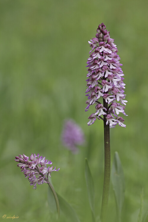 Knabenkraut Hybride, Orchis purpurea x Orchis militaris, Orchid Hybrid

Aufnahmeort:	Neckartal	
Kamera:	Canon	EOS 60D
Objektiv:	Sigma Makro	150mm
Stativ		
		
# 00073

© Alle von mir veröffentlichten Bilder unterliegen dem Urheberrecht
und dürfen ohne meine schriftliche Genehmigung nicht verwendet werden.