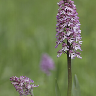 Knabenkraut-Hybride_Orchis-purpurea-x-Orchis-militaris_20200513_0003_B_Web