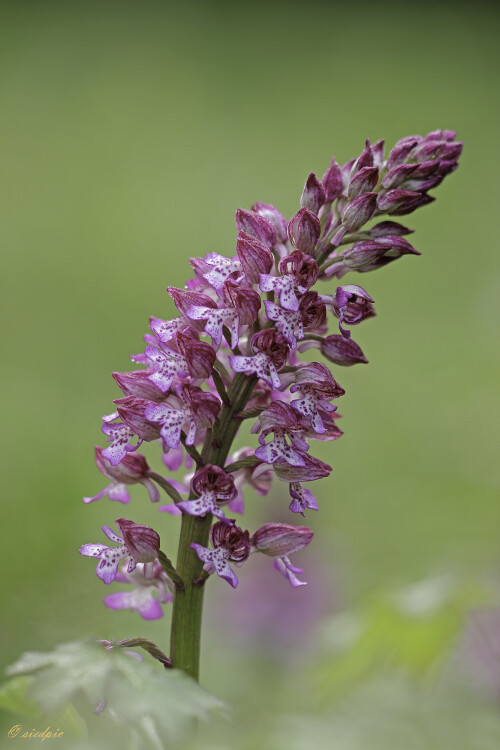 Knabenkraut Hybride, Orchis purpurea x Orchis militaris, Orchid Hybrid

Aufnahmeort:	Neckartal	
Kamera:	Canon	EOS 60D
Objektiv:	Sigma Makro	150mm
Stativ		
		
# 00073

© Alle von mir veröffentlichten Bilder unterliegen dem Urheberrecht
und dürfen ohne meine schriftliche Genehmigung nicht verwendet werden.