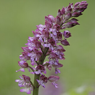 Knabenkraut-Hybride_Orchis-purpurea-x-Orchis-militaris_20200513_0006_Web