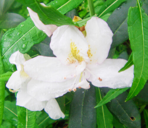 Ein Rhododendronstrauch an einer Straßenböschung