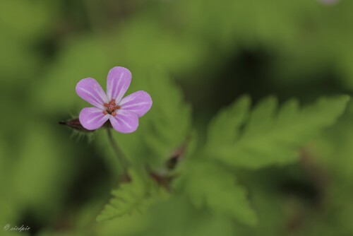 Ruprechtskraut, Geranium robertianum, Robert geranium

Aufnahmeort:	Odenwald	
Kamera:	Canon	EOS 60D
Objektiv:	Sigma Makro	150mm
Stativ		
		
# 00076

© Alle von mir veröffentlichten Bilder unterliegen dem Urheberrecht
und dürfen ohne meine schriftliche Genehmigung nicht verwendet werden.