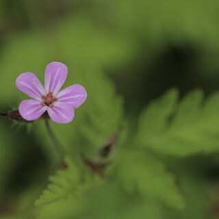 Ruprechtskraut_Geranium-robertianum_20240516_0003_B_Web