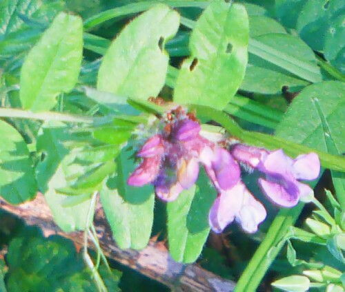 K800 Blüten einer Zaunwicke(Vicia sepium(L.)) upscayl 1x ultrasharp