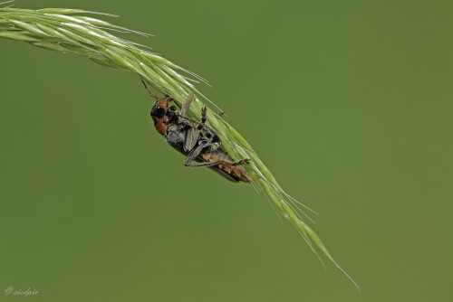 Weichkäfer, Cantharis rustica, Soldier bettle

Aufnahmeort:	Odenwald	
Kamera:	Canon	EOS 60D
Objektiv:	Sigma Makro	150mm
Stativ		
		
# 00077

© Alle von mir veröffentlichten Bilder unterliegen dem Urheberrecht
und dürfen ohne meine schriftliche Genehmigung nicht verwendet werden.