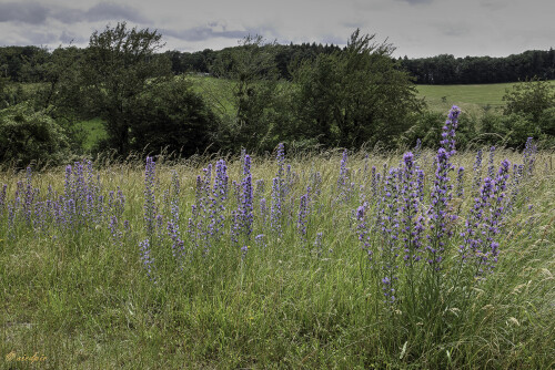 Blauer Natternkopf, Echium vulgare, Blueweed

Aufnahmeort:	Odenwald	
Kamera:	Canon	EOS 60D
Objektiv:	Canon 	EF17-40mm
Stativ, CPL-Filter		
		
# 00080

© Alle von mir veröffentlichten Bilder unterliegen dem Urheberrecht
und dürfen ohne meine schriftliche Genehmigung nicht verwendet werden.