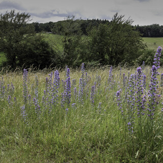 Blauer-Natternkopf_Echium-vulgare_20240617_0005_B_HDR-ausgewog_Web