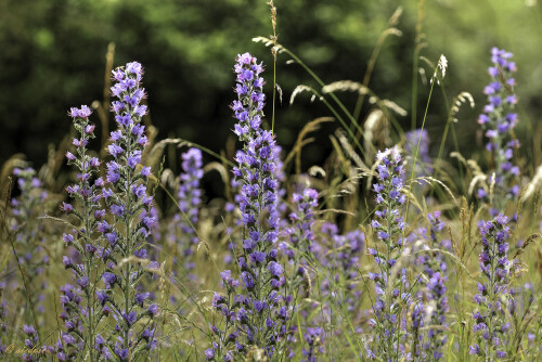 Blauer Natternkopf, Echium vulgare, Blueweed

Aufnahmeort:	Odenwald	
Kamera:	Canon	EOS 60D
Objektiv:	Sigma Makro	150mm
Stativ		
		
# 00081

© Alle von mir veröffentlichten Bilder unterliegen dem Urheberrecht
und dürfen ohne meine schriftliche Genehmigung nicht verwendet werden.