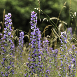 Blauer-Natternkopf_Echium-vulgare_20240617_0009_B_HDR-ausgewog_Web