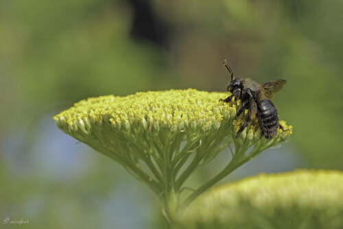 Große Holzbiene, Xylocopa violacea, Violet carpenter bee

Aufnahmeort:	Odenwald	
Kamera:	Canon	EOS 60D
Objektiv:	Sigma Makro	150mm
Stativ		
		
# 00078

© Alle von mir veröffentlichten Bilder unterliegen dem Urheberrecht
und dürfen ohne meine schriftliche Genehmigung nicht verwendet werden.