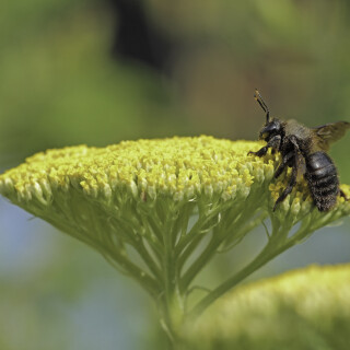 Grosse-Holzbiene_Xylocopa-violacea_20240629_0001_B_Web