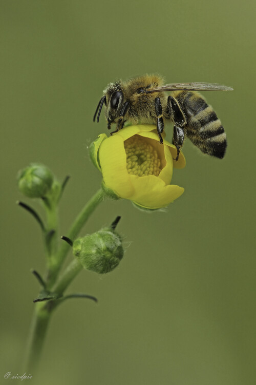 Honigbiene, Apis mellifera, Honeybee

Aufnahmeort:	Odenwald	
Kamera:	Canon	EOS 60D
Objektiv:	Sigma Makro	150mm
Stativ		
		
# 00079

© Alle von mir veröffentlichten Bilder unterliegen dem Urheberrecht
und dürfen ohne meine schriftliche Genehmigung nicht verwendet werden.