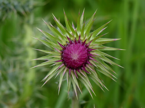 2024 06 20 Distel 1