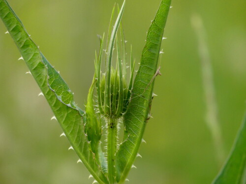 2024 06 20 wehrhafte wilde Karde 1