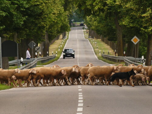 2024 06 23 Triesdorf vielbeinige Strassensperre 2