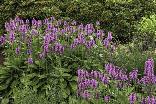 Echter Ziest, Stachys officinalis, Bishop's wort

Aufnahmeort:	Odenwald	
Kamera:	Canon	EOS 60D
Objektiv:	Canon 	EF50 mm
		
# 00085

© Alle von mir veröffentlichten Bilder unterliegen dem Urheberrecht und dürfen ohne meine schriftliche Genehmigung nicht verwendet werden.