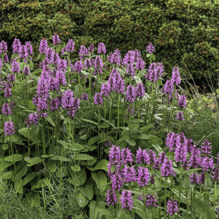 Echter-Ziest_Stachys-officinalis_20240701_0001_B_HDR-ausgewog_Web