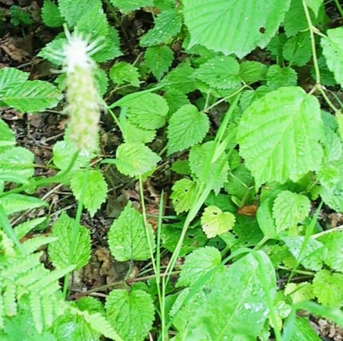 K800 Ährige Teufelskralle(Phyteuma spicatum(L.)) 1 upscayl 1x ultrasharp