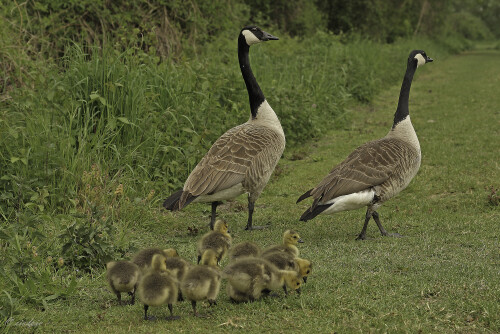 Kanadagans, Branta canadensis, Canada goose

Aufnahmeort:	Rheinebene	
Kamera:	Canon	EOS 60D
Objektiv:	Canon 	EF70-200mm
		
# 00082

© Alle von mir veröffentlichten Bilder unterliegen dem Urheberrecht
und dürfen ohne meine schriftliche Genehmigung nicht verwendet werden.