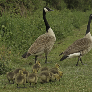 Kanadagans_Branta-canadensis_20150502_0007_Web