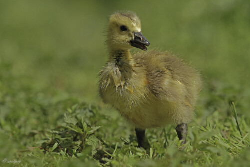 Kanadagans_Branta-canadensis_20150504_0009_1_Web.jpeg