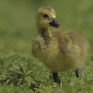 Kanadagans_Branta-canadensis_20150504_0009_1_Web