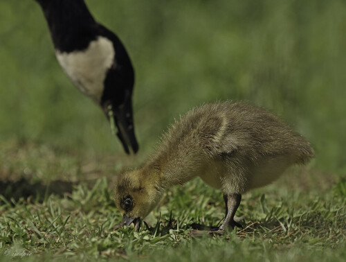 Kanadagans, Branta canadensis, Canada goose

Aufnahmeort:	Rheinebene	
Kamera:	Canon	EOS 60D
Objektiv:	Canon 	EF70-200mm
		
# 00083

© Alle von mir veröffentlichten Bilder unterliegen dem Urheberrecht
und dürfen ohne meine schriftliche Genehmigung nicht verwendet werden.