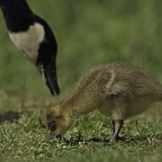 Kanadagans_Branta-canadensis_20150504_0025_3_Web