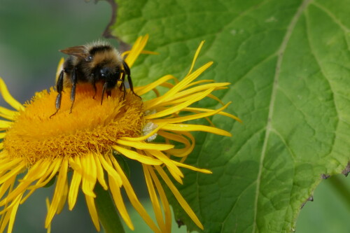 Hummel in voller Pracht