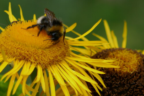 Baumhummel liebt Alant