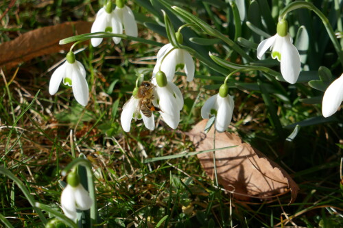 Bienchen an Schneeglöggerl