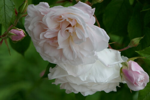 Weiße Rosen mit hellrosa Knospen